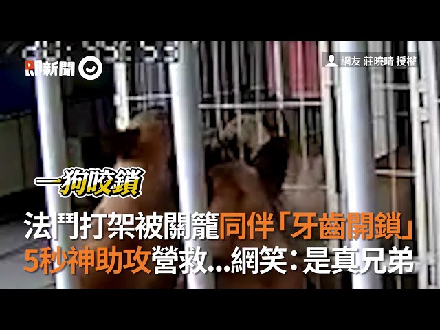 法鬥打架被關籠同伴「牙齒開鎖」 5秒神助攻營救...網笑: 是真兄弟